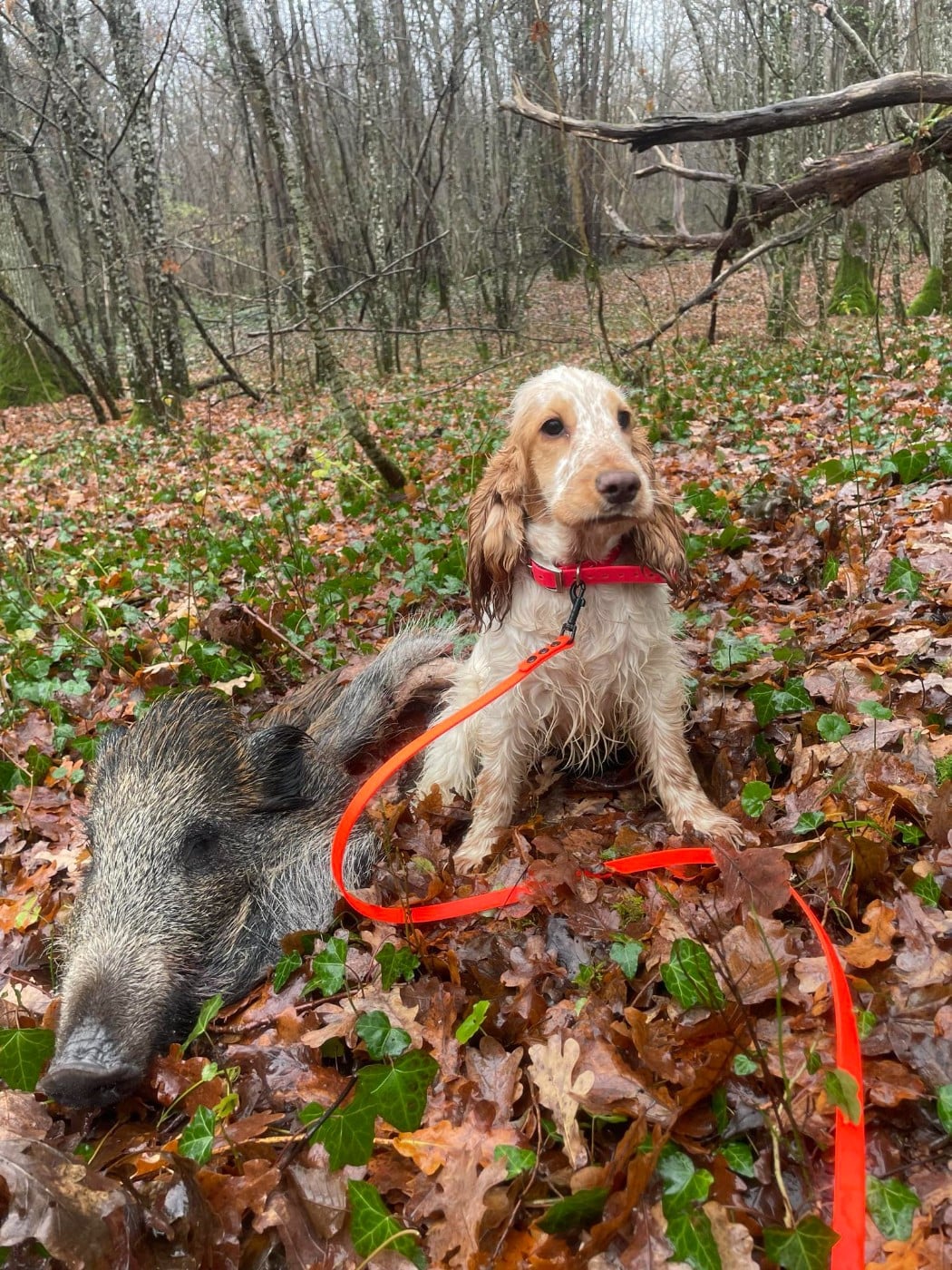 Publication : De La Rose Anglaise Auteur : janin adeline