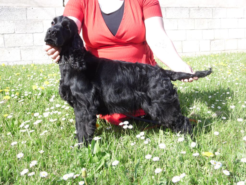 Publication : De La Rose Anglaise Auteur : janin adeline