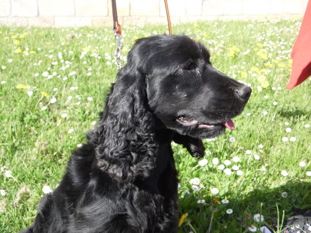 Publication : De La Rose Anglaise Auteur : janin adeline