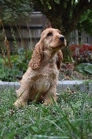 De La Rose Anglaise - Cocker Spaniel Anglais - Portée née le 17/06/2018