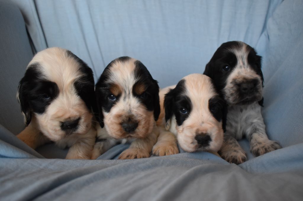 chiot Cocker Spaniel Anglais De La Rose Anglaise