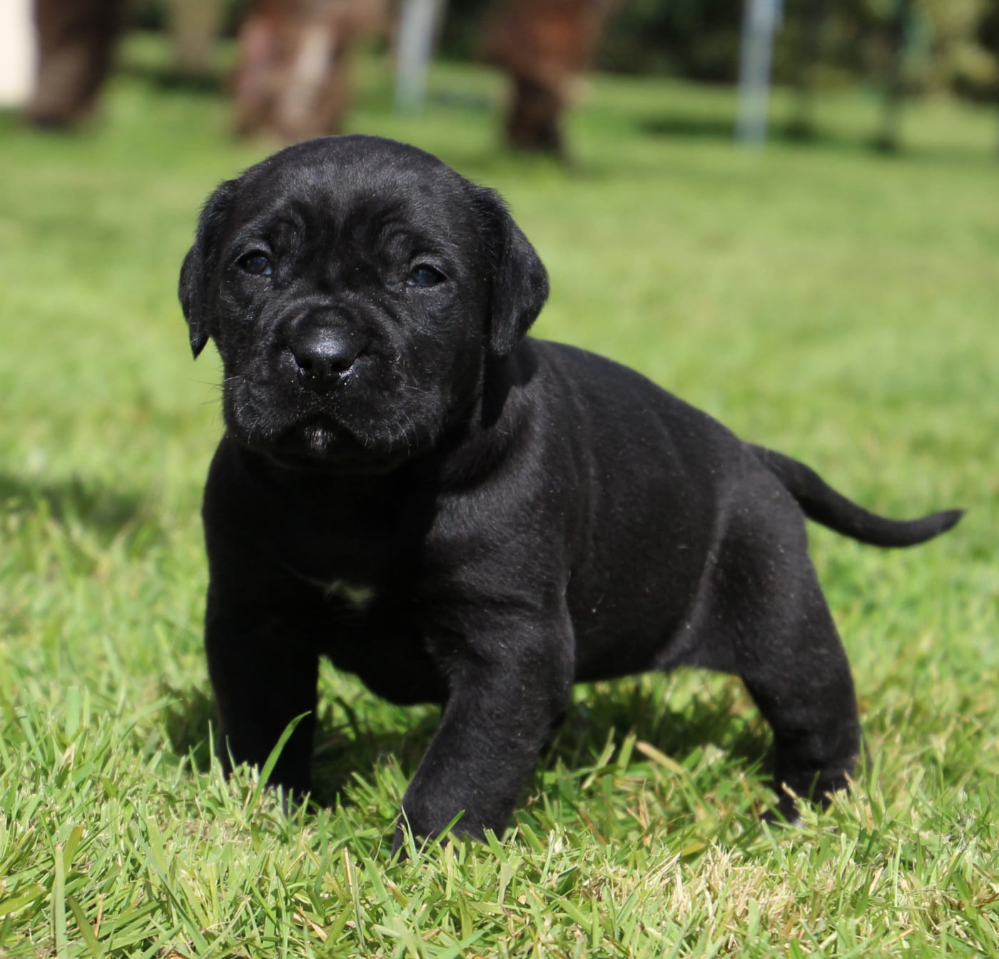 Cane Corso - De La Quinta Des Oliviers