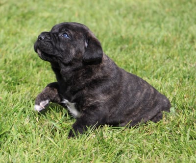 Les chiots de Cane Corso