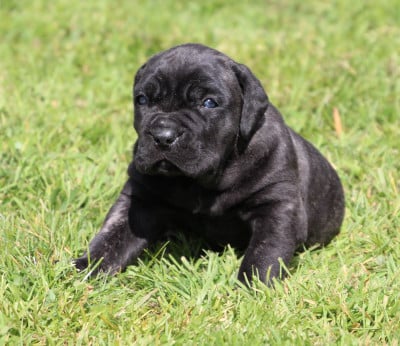 Les chiots de Cane Corso