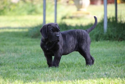 Les chiots de Cane Corso