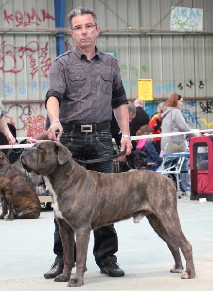 Carco dit arco De La Quinta Des Oliviers - classe ouverte1er Exc C.A.C.S et R.C.A.C.I.B