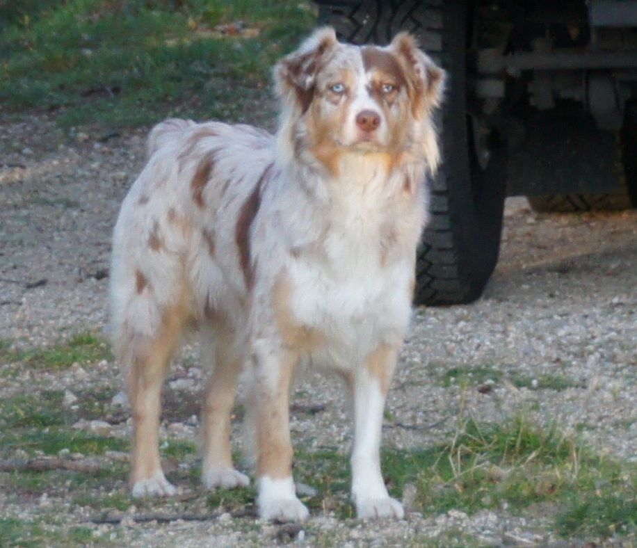 Publication : Des Assards De Pierregourde Auteur : FD