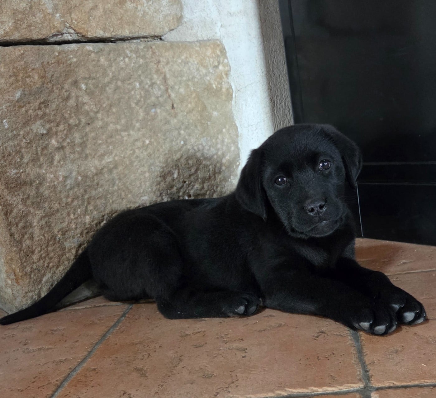 Labrador Retriever - Des Assards De Pierregourde