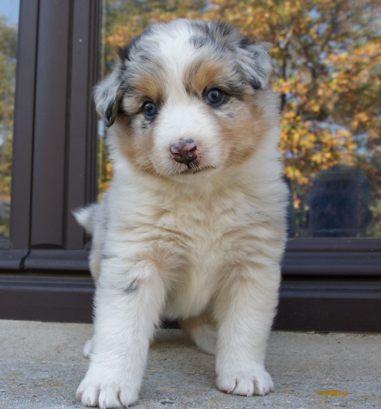 Chiot N°1