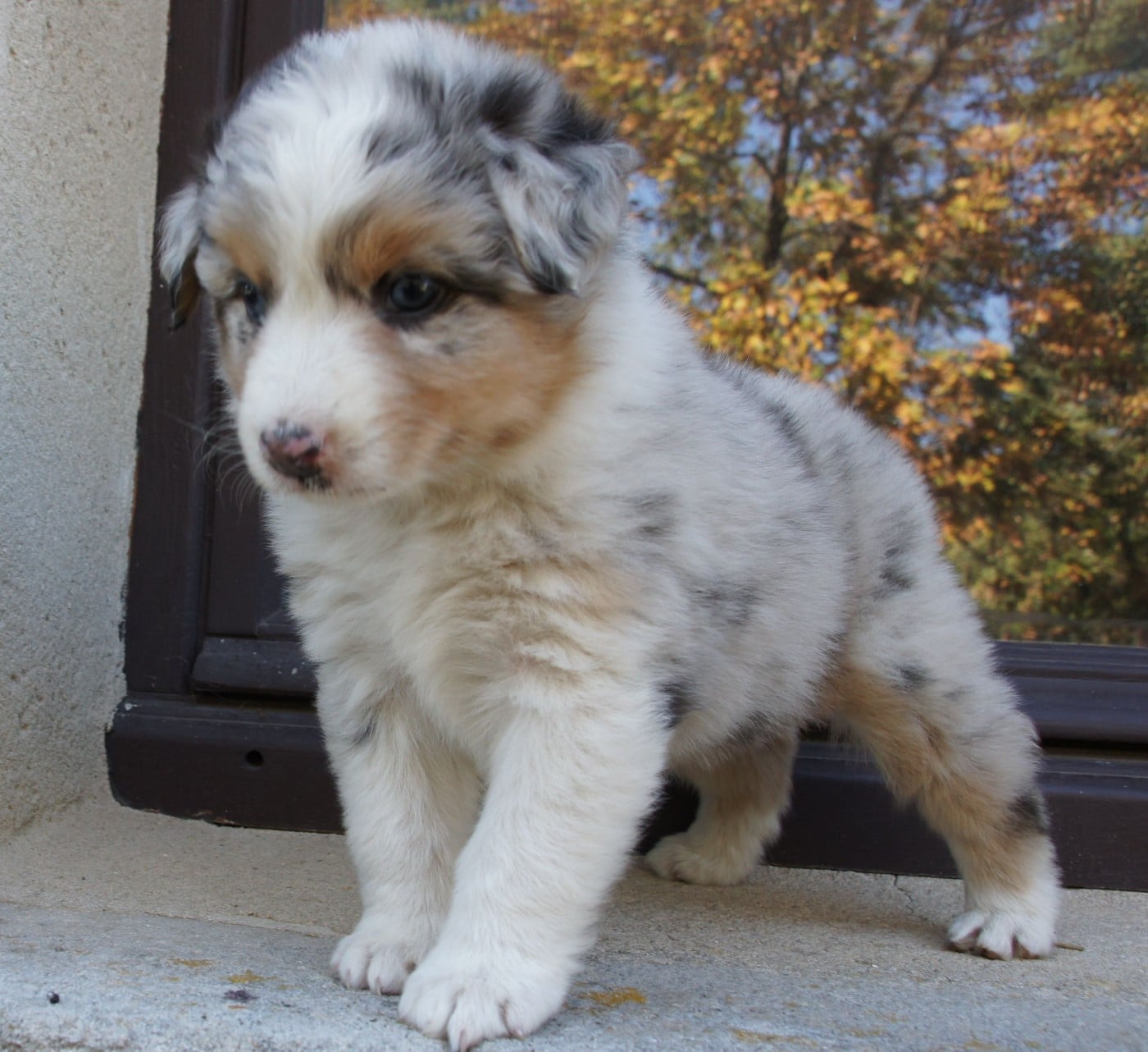 Chiot N°1