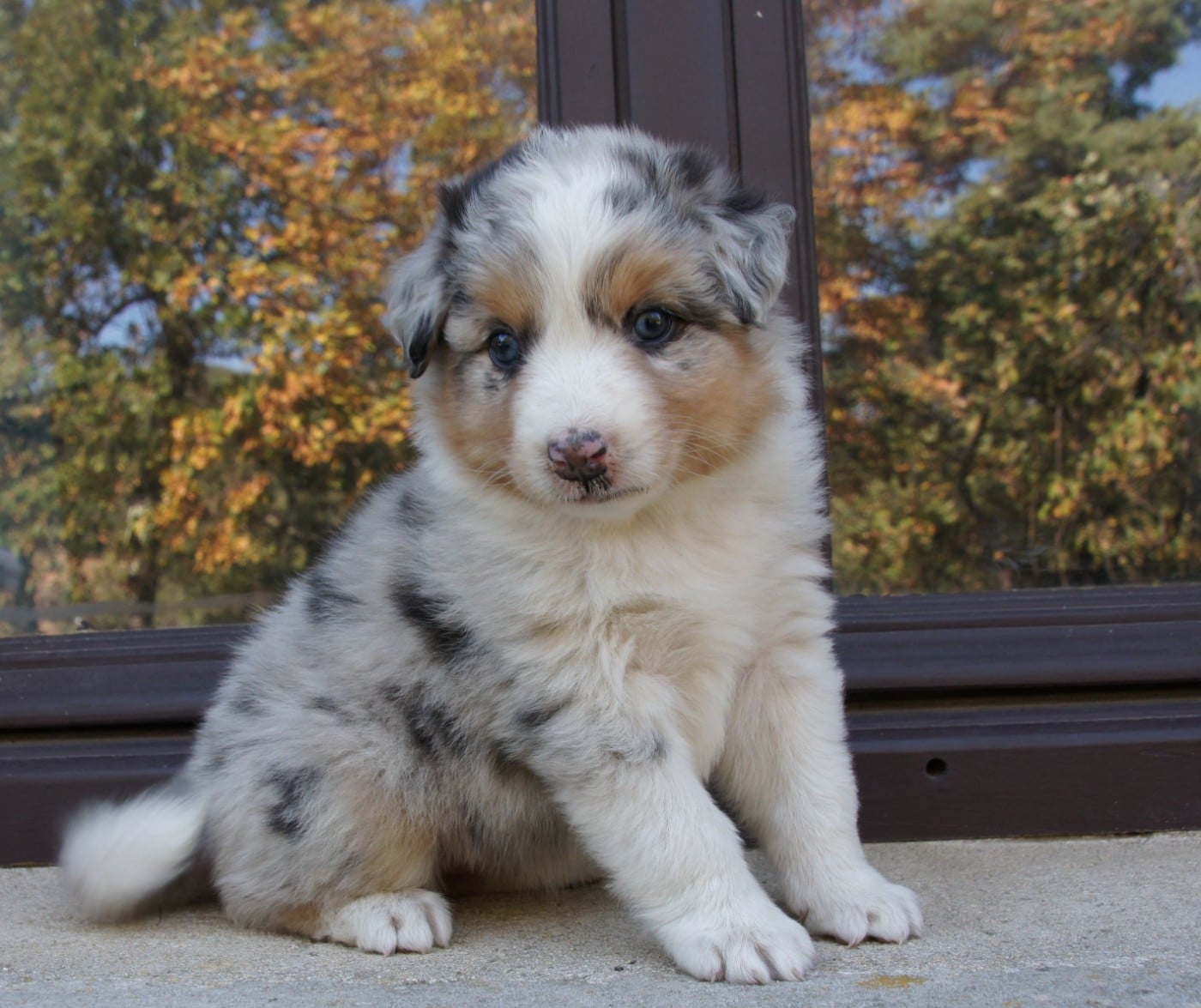 Chiot N°1