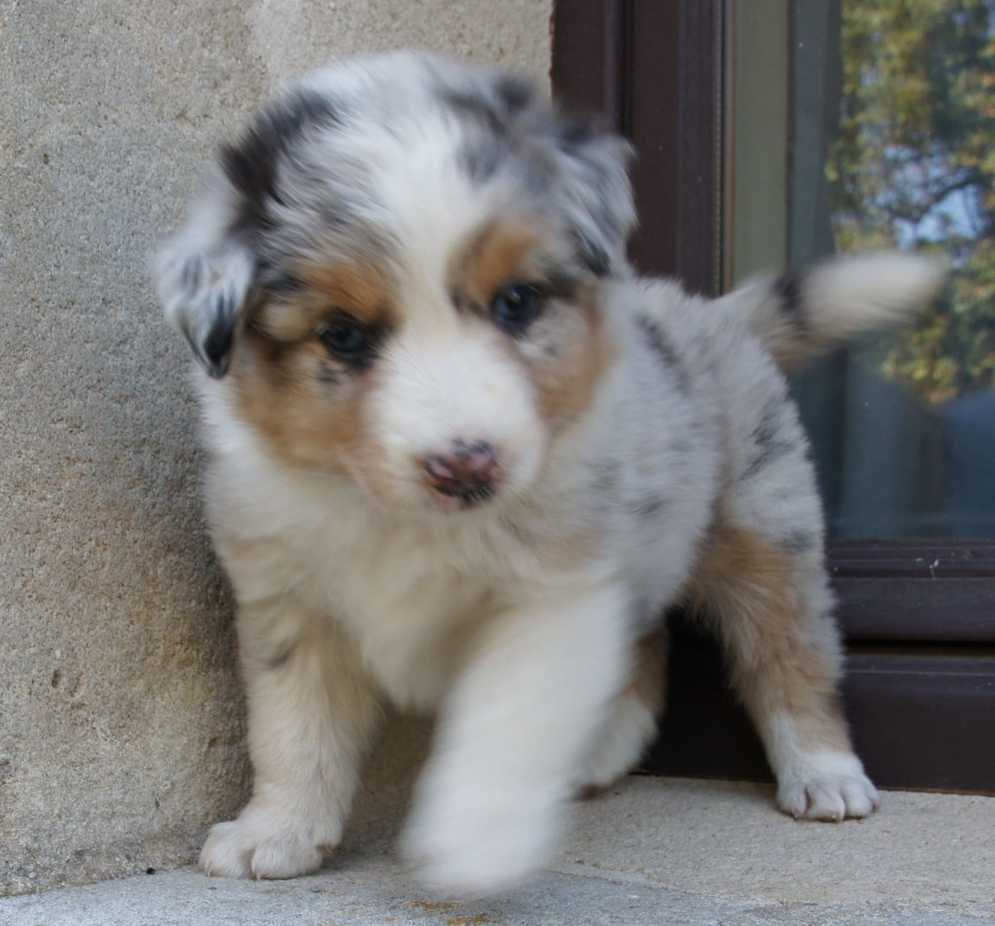Chiot N°1