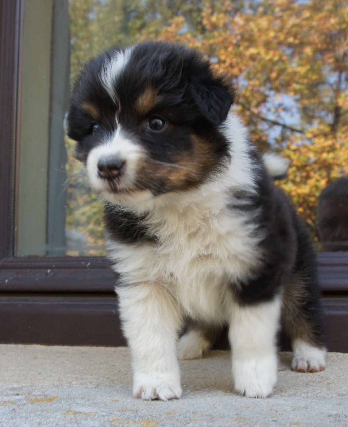 Chiot N°2