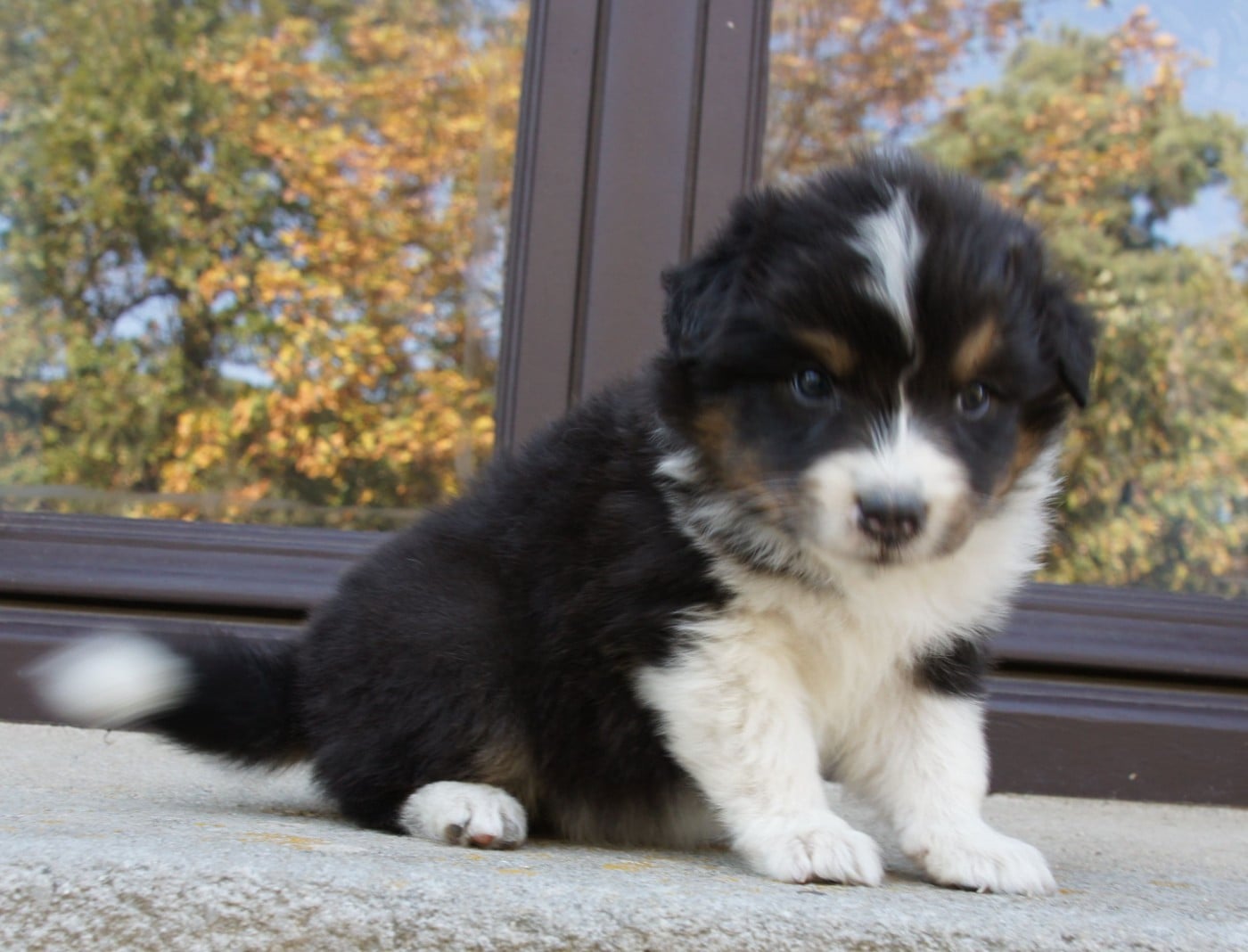 Chiot N°2