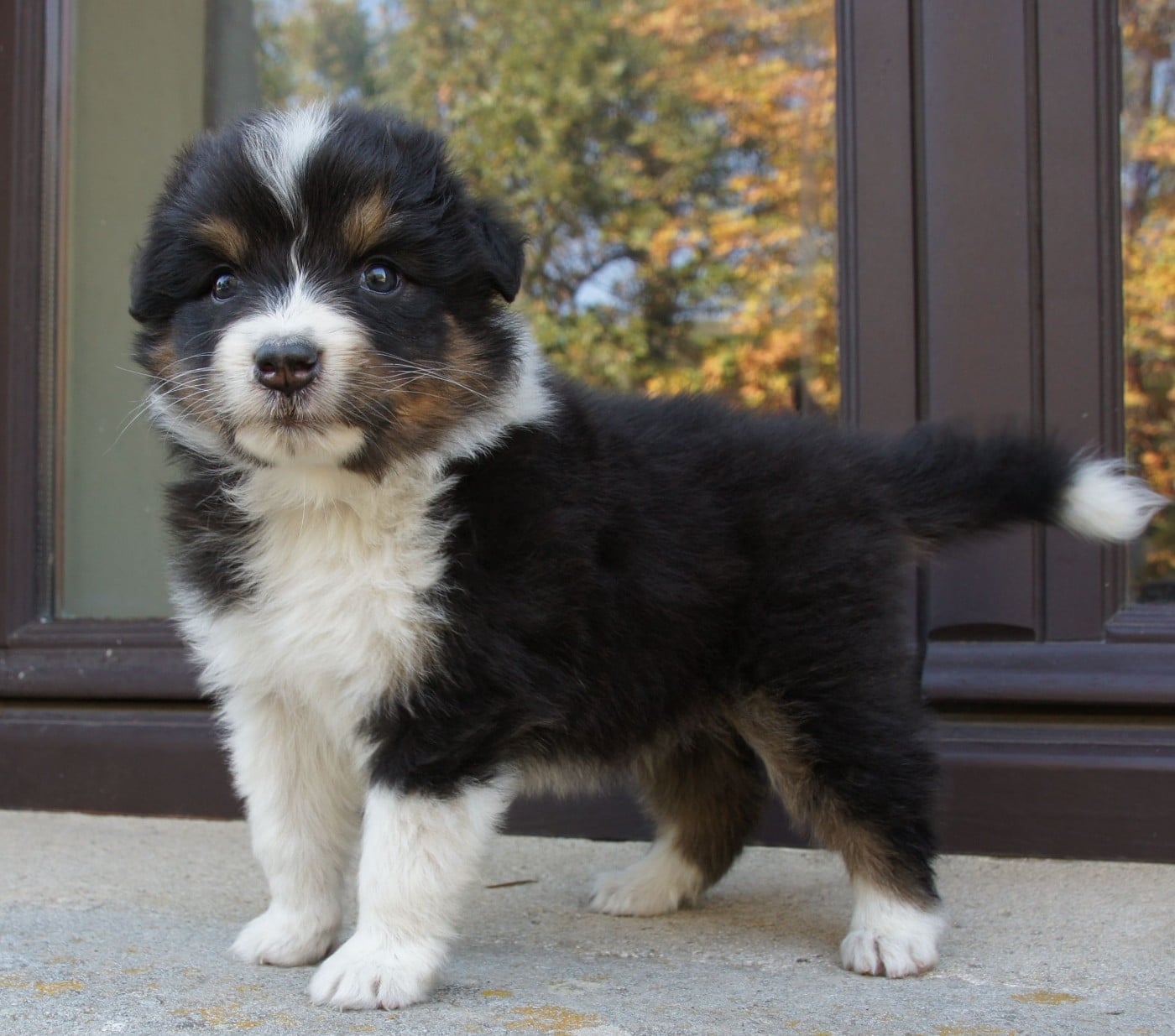 Chiot N°2