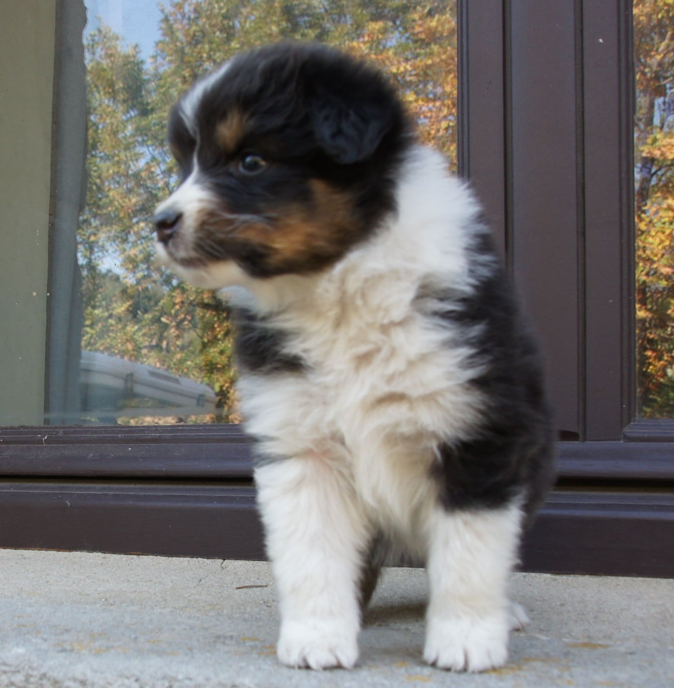 Chiot N°2