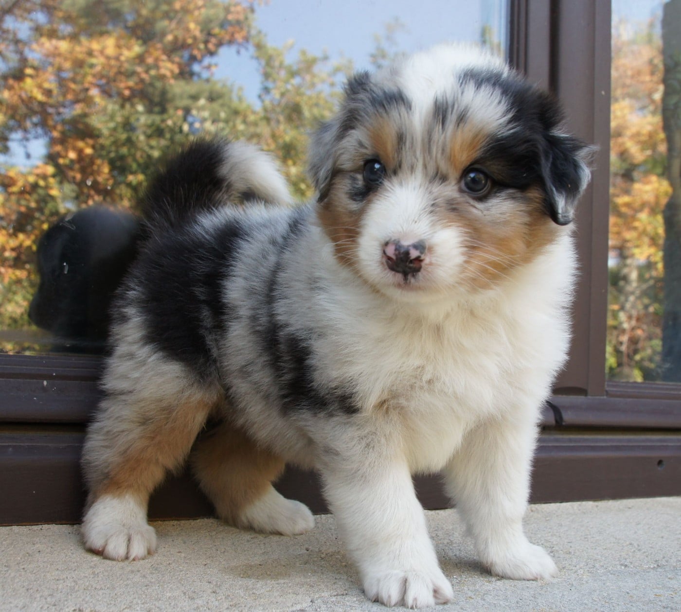 Chiot N°3