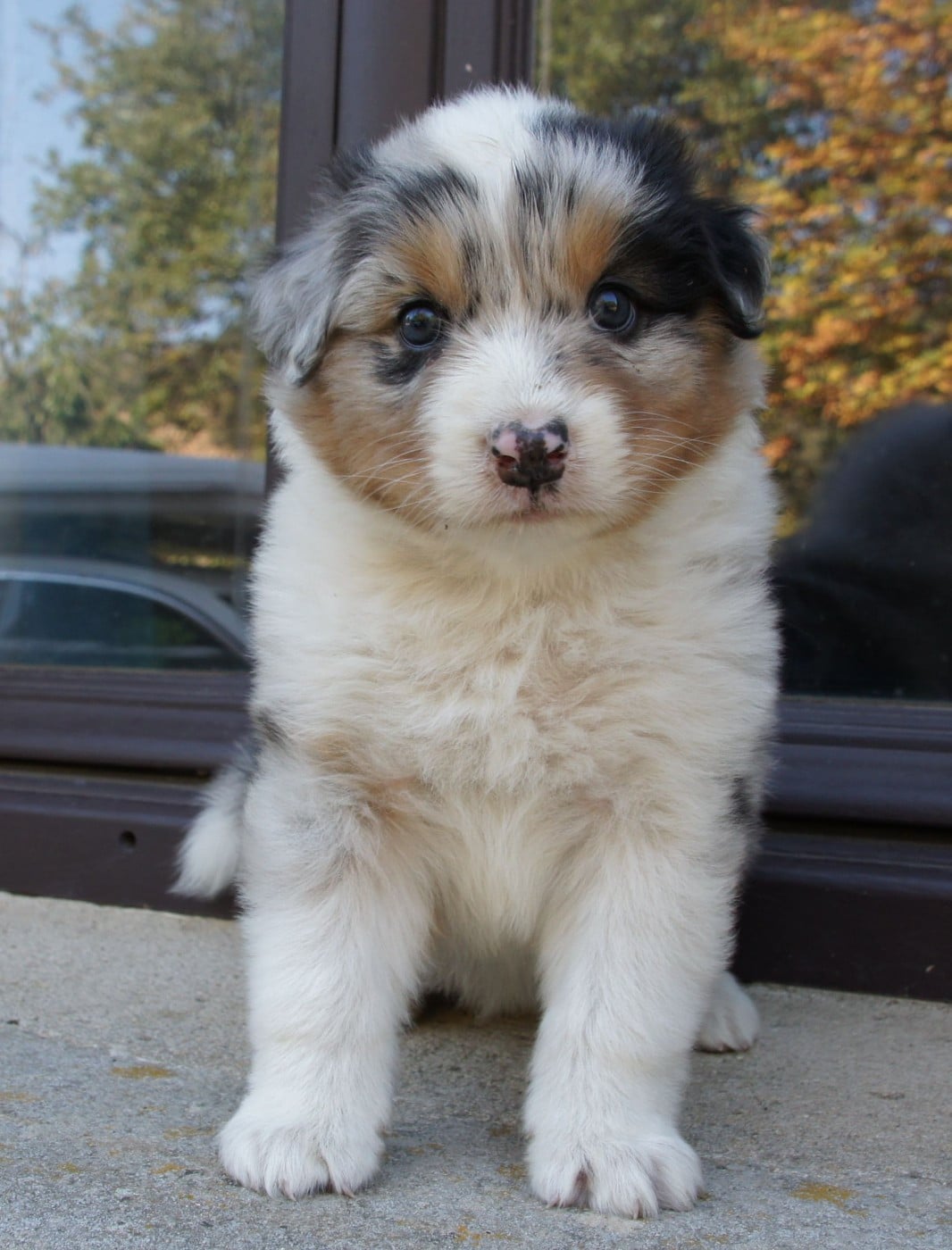 Chiot N°3