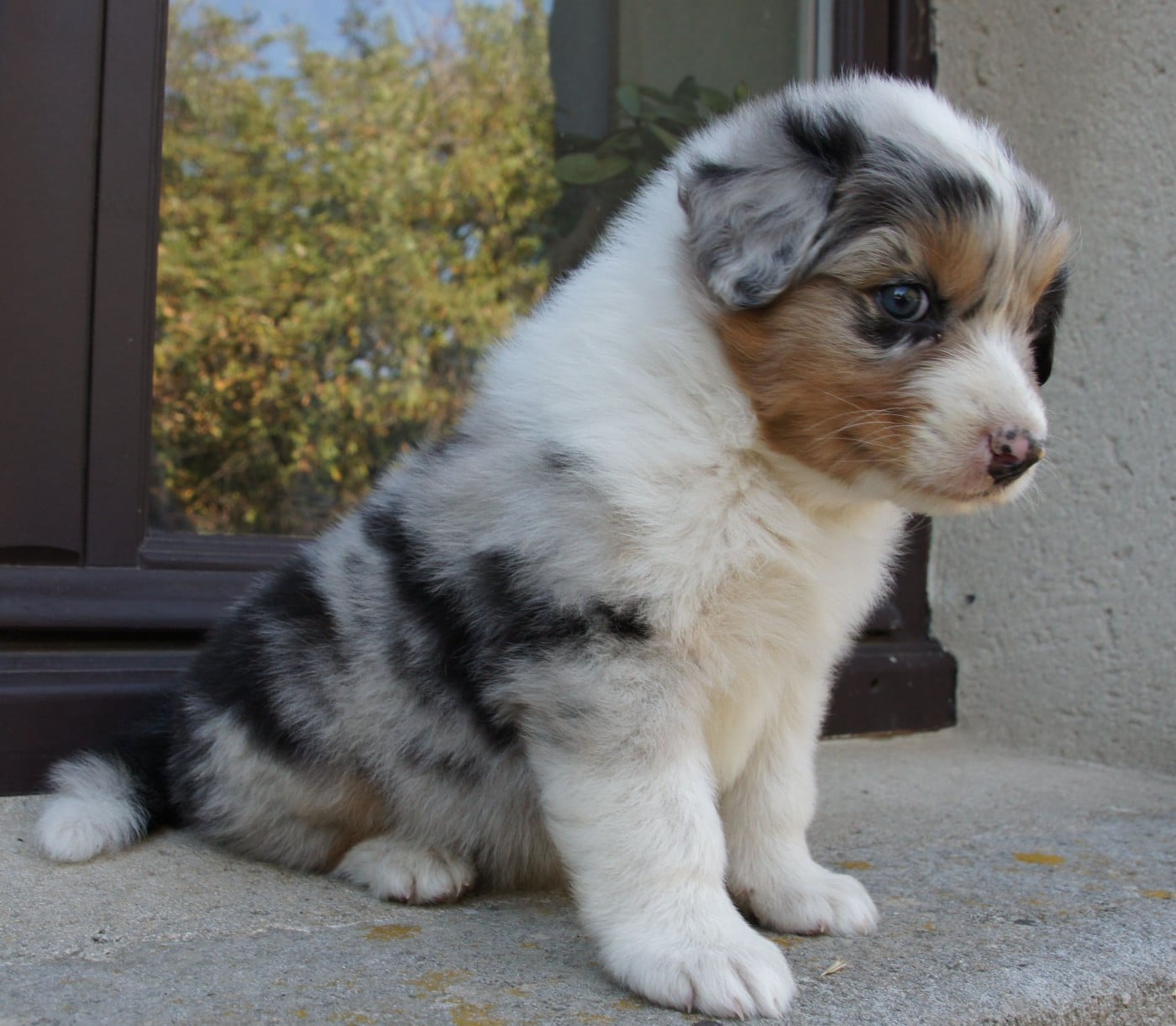 Chiot N°3