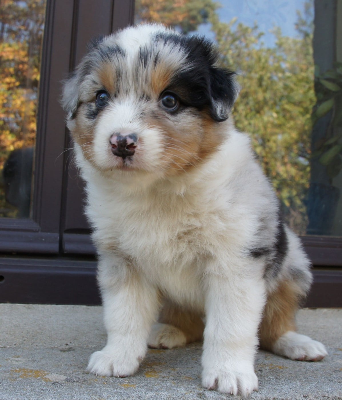 Chiot N°3