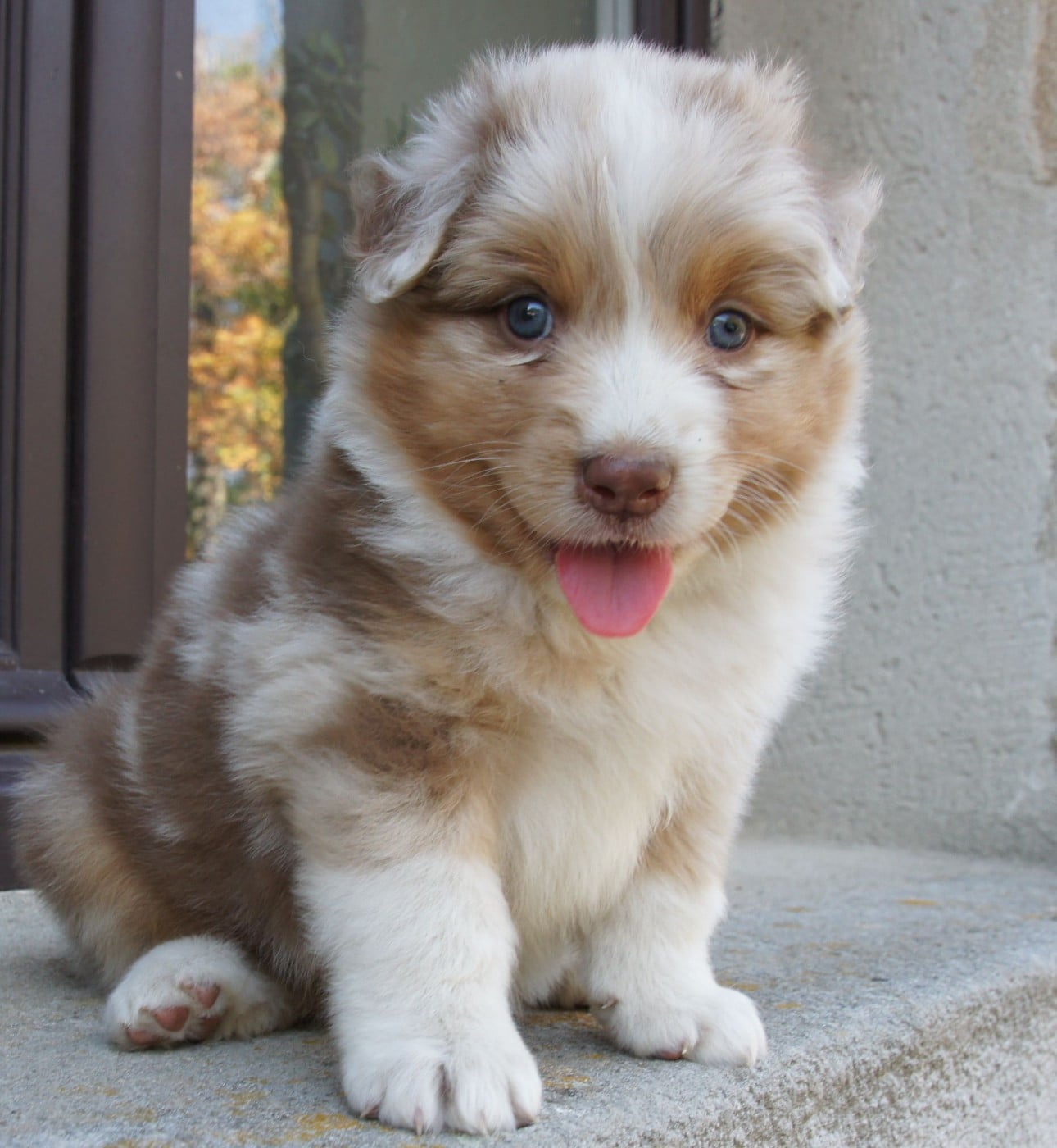 Chiot N°4