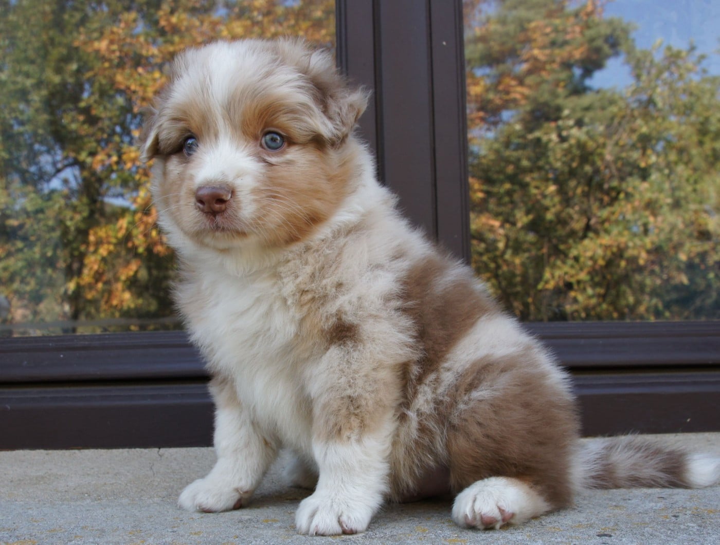 Chiot N°4