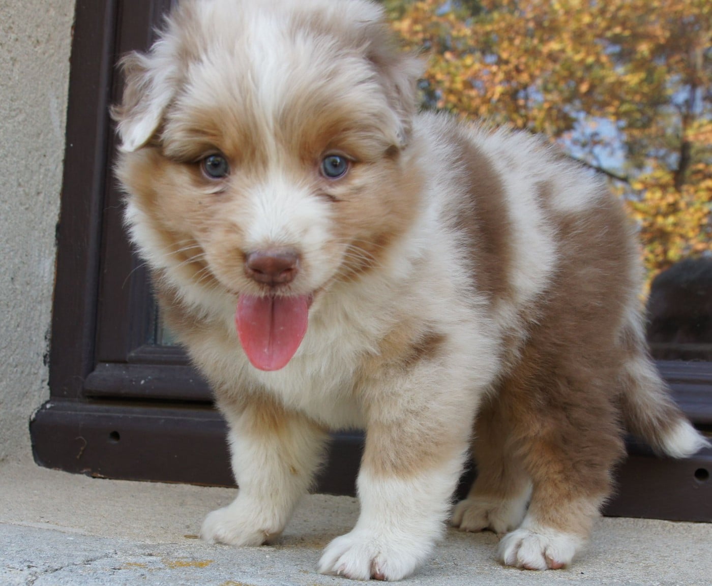 Chiot N°4