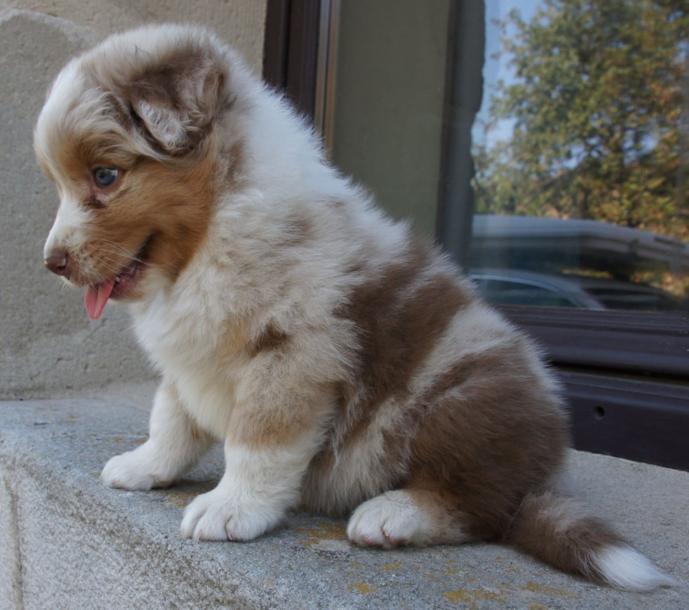 Chiot N°4