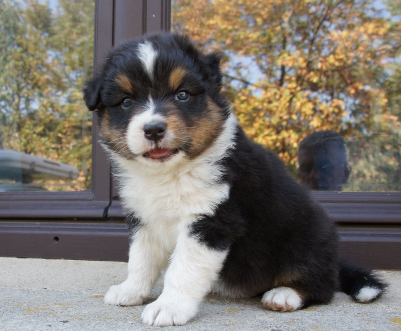 Chiot N°5