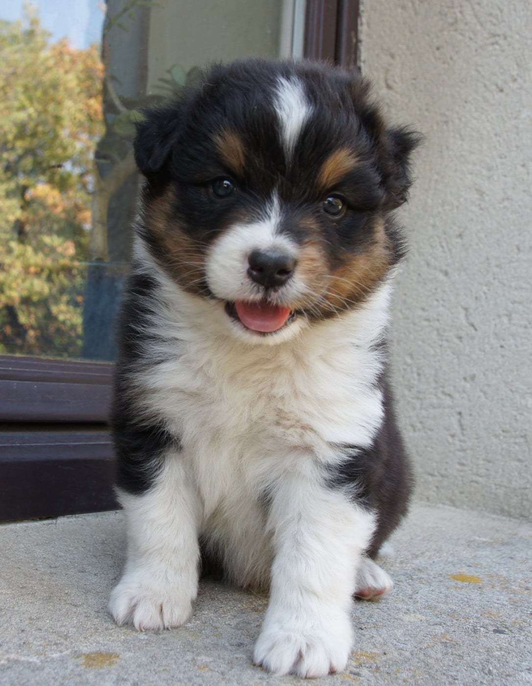 Chiot N°5