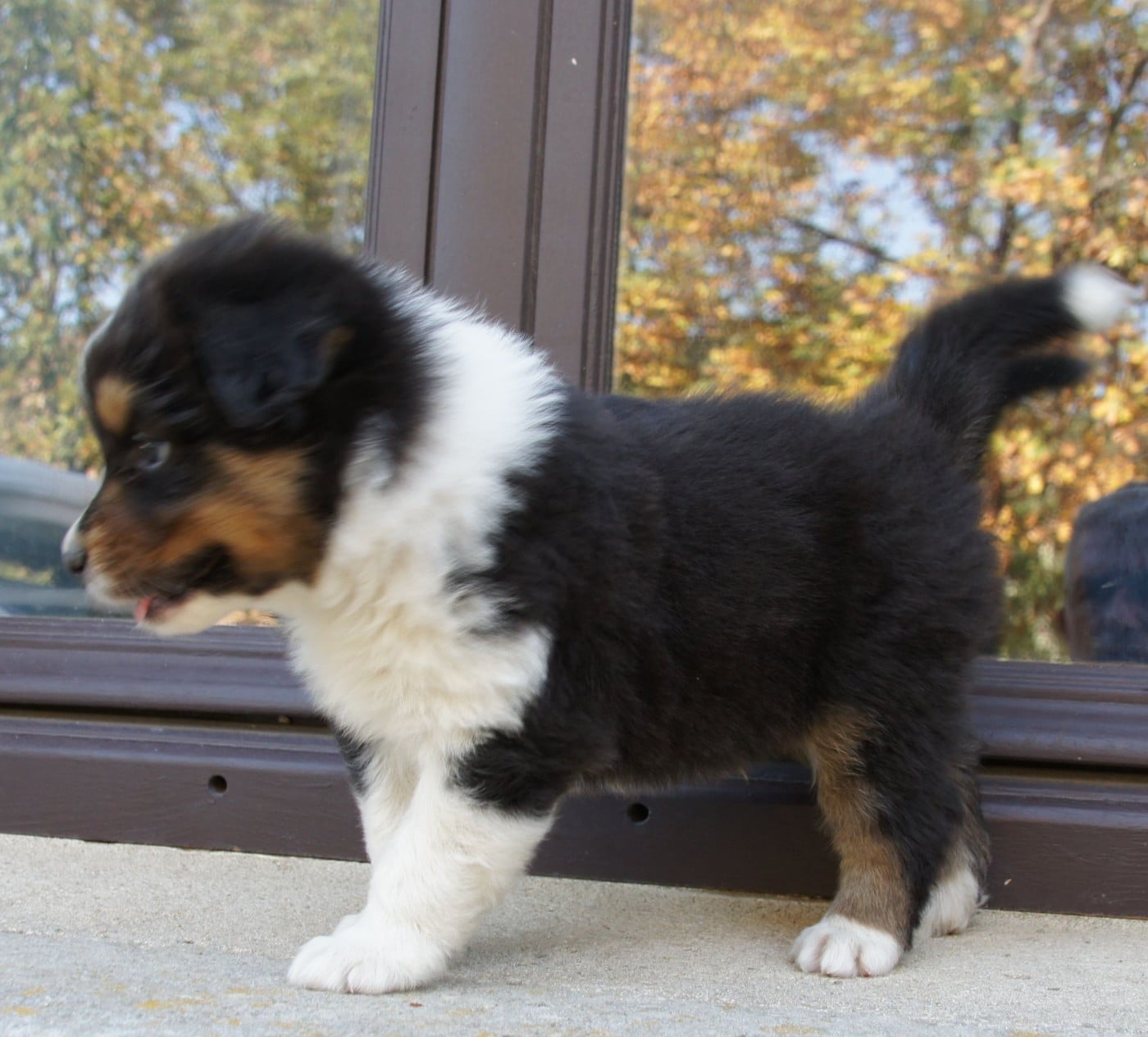Chiot N°5
