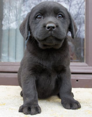 Les chiots de Labrador Retriever
