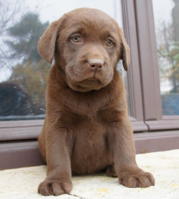 Les chiots de Labrador Retriever