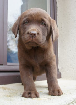 Les chiots de Labrador Retriever
