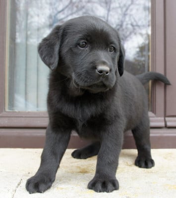 Les chiots de Labrador Retriever