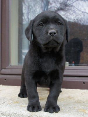 Les chiots de Labrador Retriever