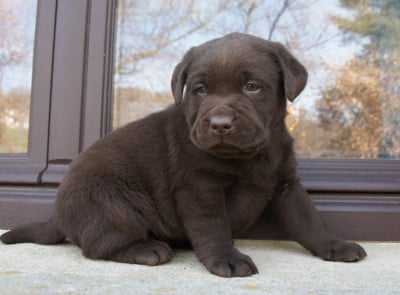 Les chiots de Labrador Retriever