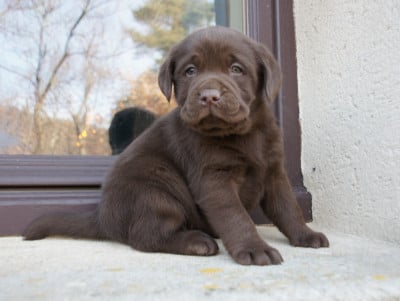 Les chiots de Labrador Retriever