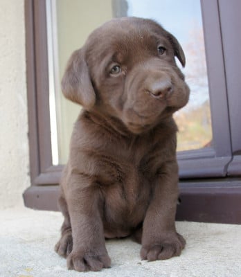Les chiots de Labrador Retriever