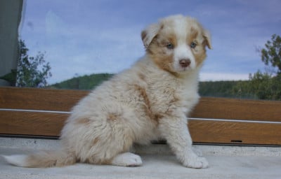 Les chiots de Berger Australien