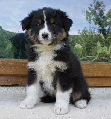 Les chiots de Berger Australien