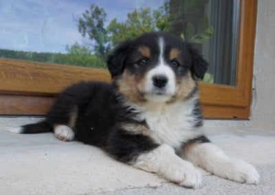 Les chiots de Berger Australien