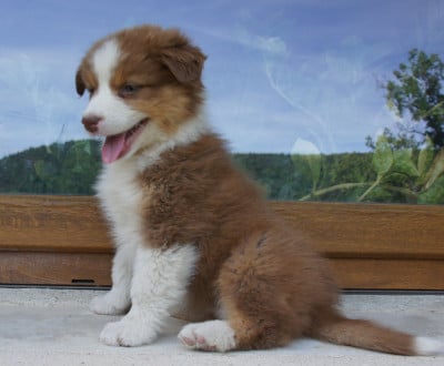 Les chiots de Berger Australien