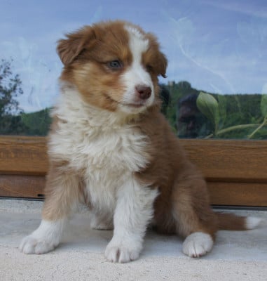 Les chiots de Berger Australien
