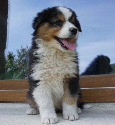 Les chiots de Berger Australien