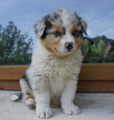 Les chiots de Berger Australien