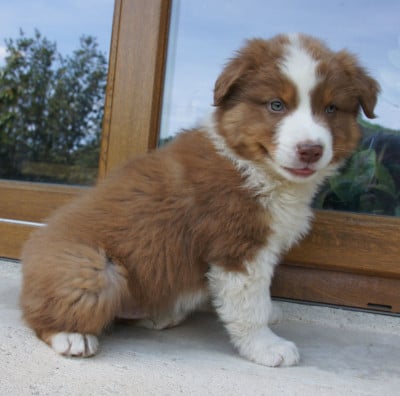 Les chiots de Berger Australien