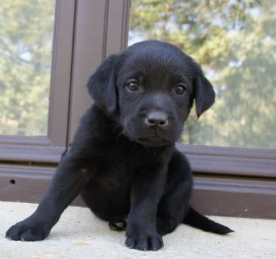 Les chiots de Labrador Retriever