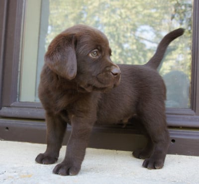 Les chiots de Labrador Retriever
