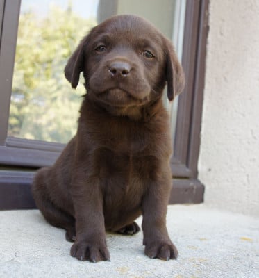 Les chiots de Labrador Retriever